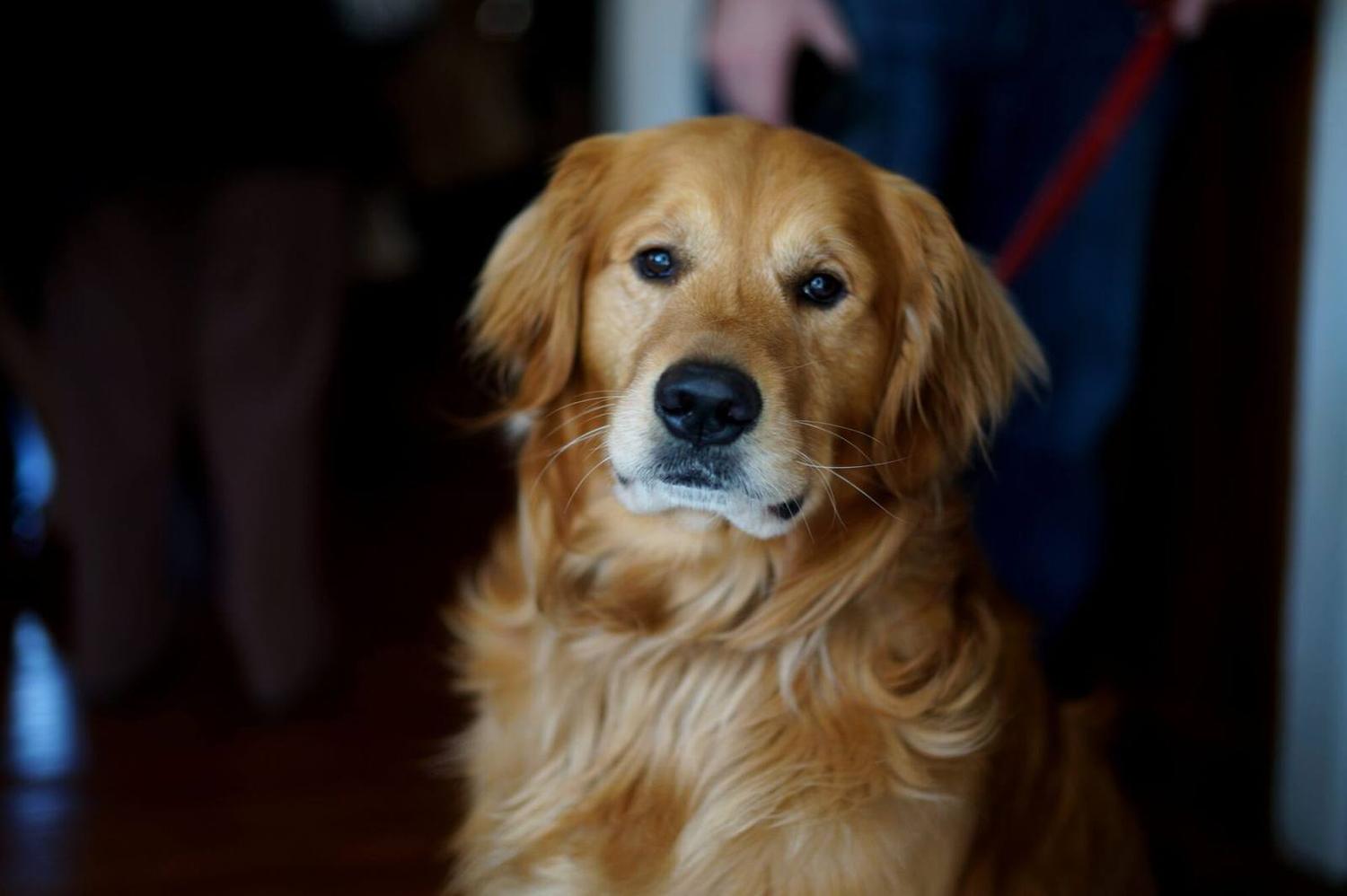 A dog waiting on a tasting room patio
