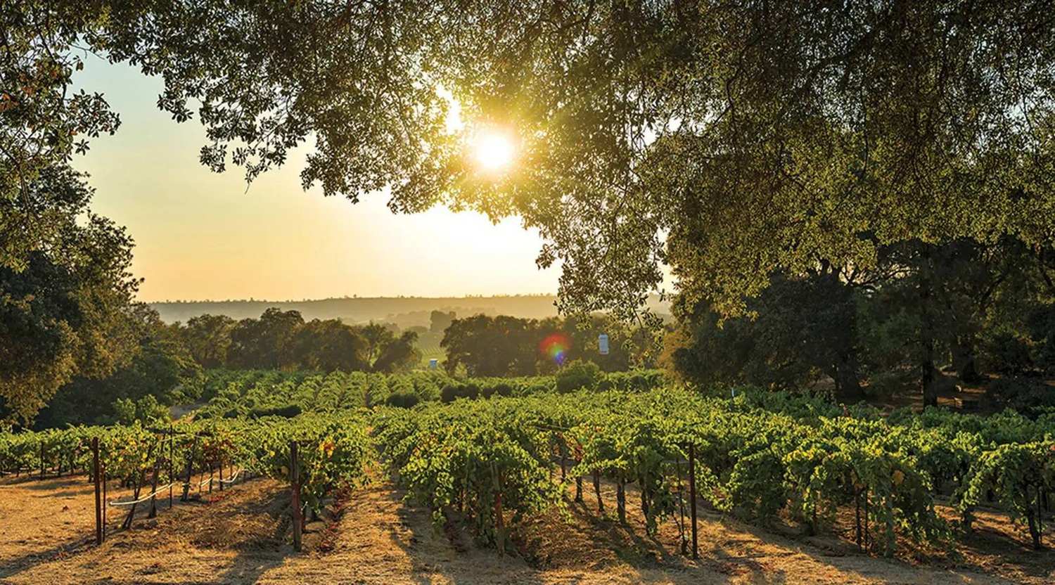 Vineyard rows under oaks at golden hour